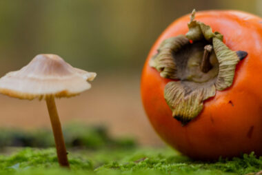 Natuur - voeding
